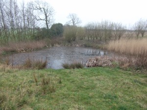 The small pond 